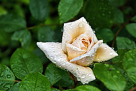 Bernhard Saalfeld - Gartenrose 2024 (8v9)